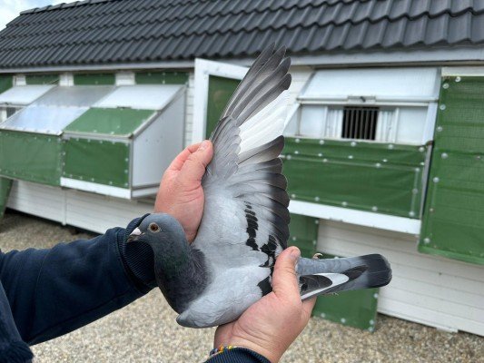 National winner Bourges III Young birds Stephen Reynaerts (Velm)